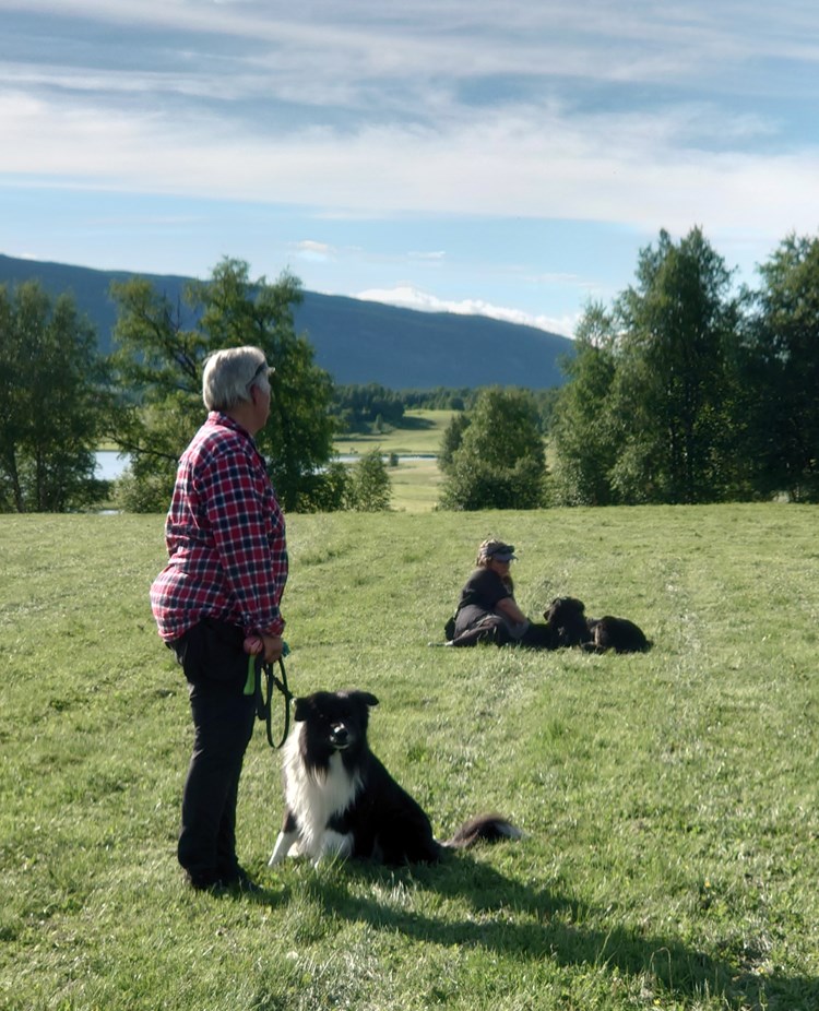 Allmänlydnadskurs på Hundholmen