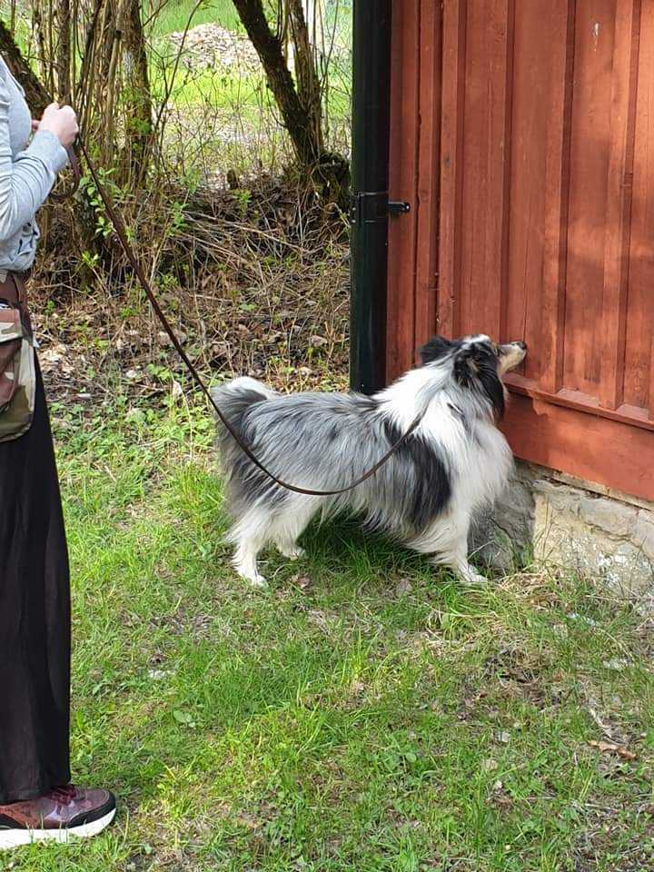 Hund söker vägg utomhus