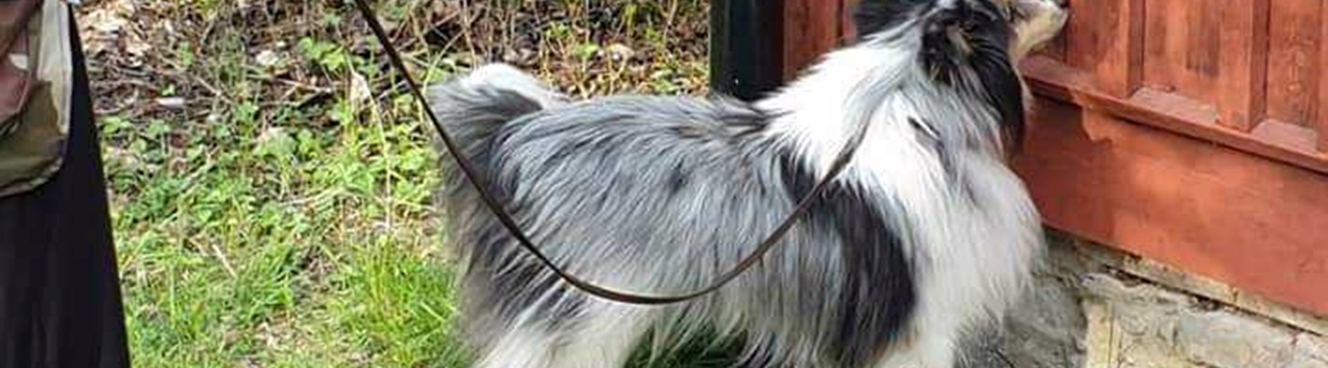 Hund söker vägg utomhus