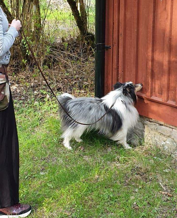 Hund söker vägg utomhus