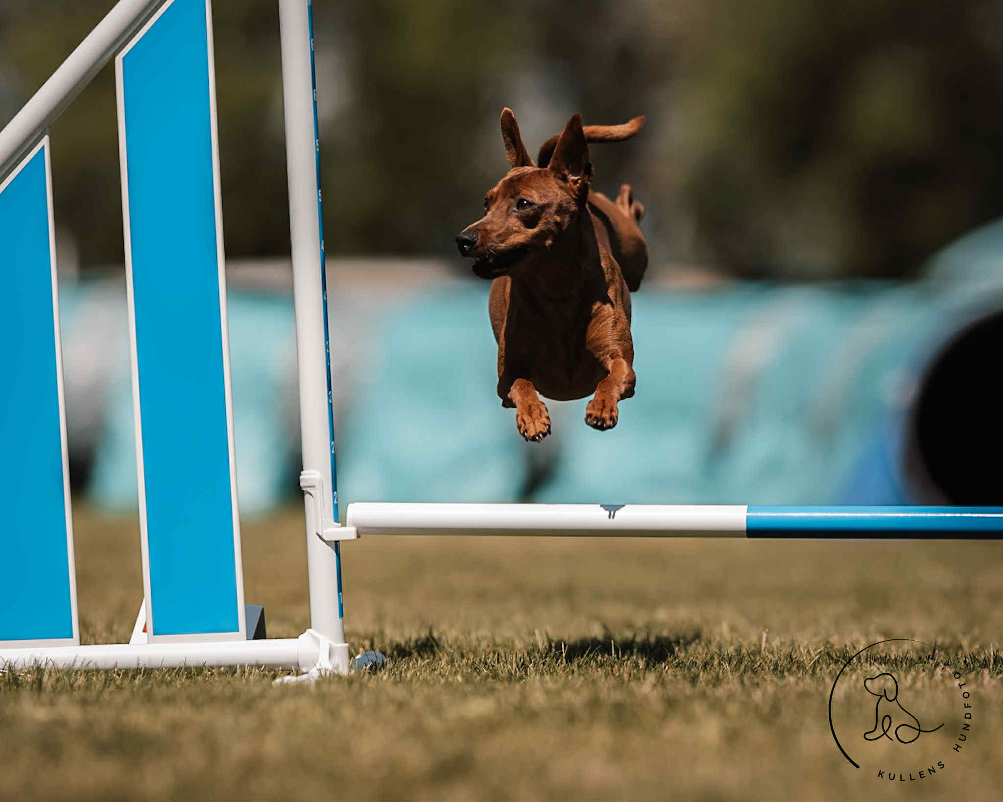 Hund som hoppar