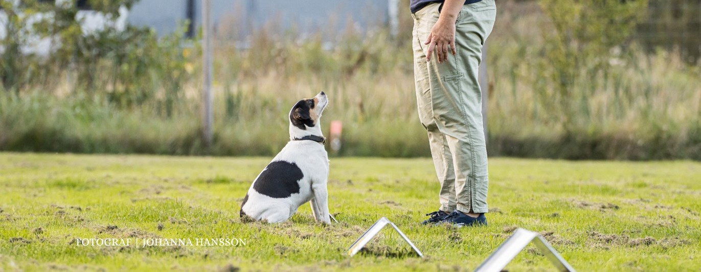 Ekipage som tränar rallylydnad.