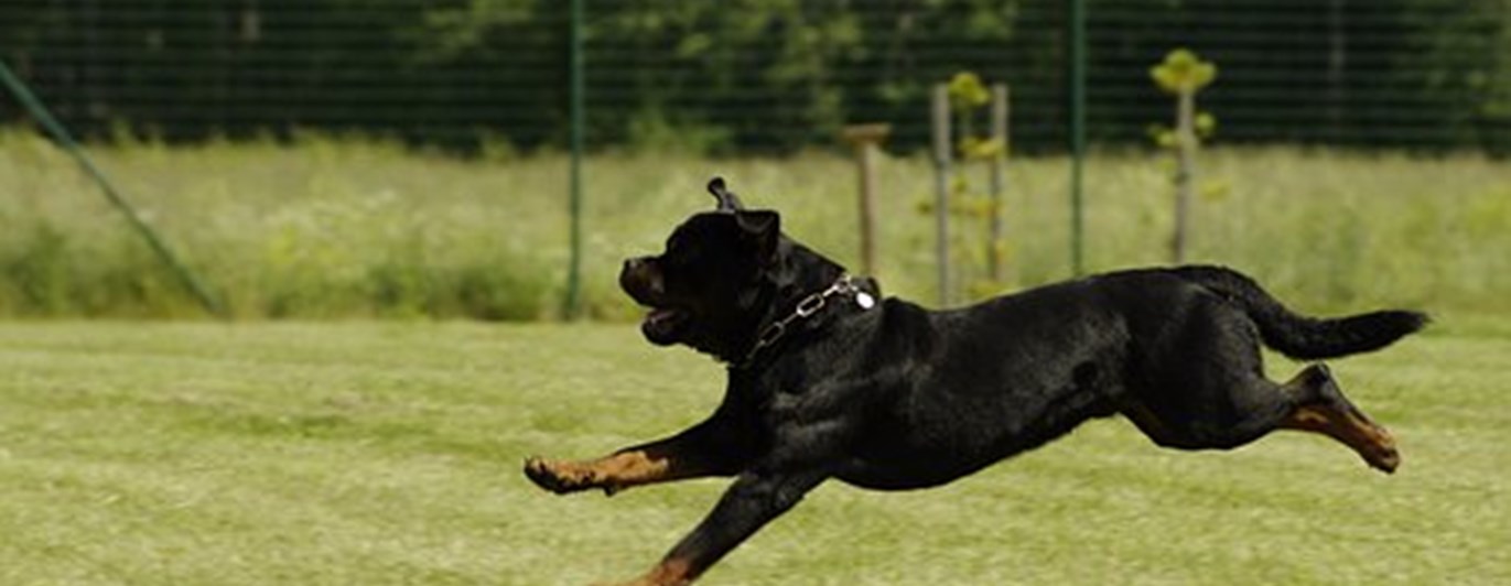 Pixabay rottweiler språng 823727_340