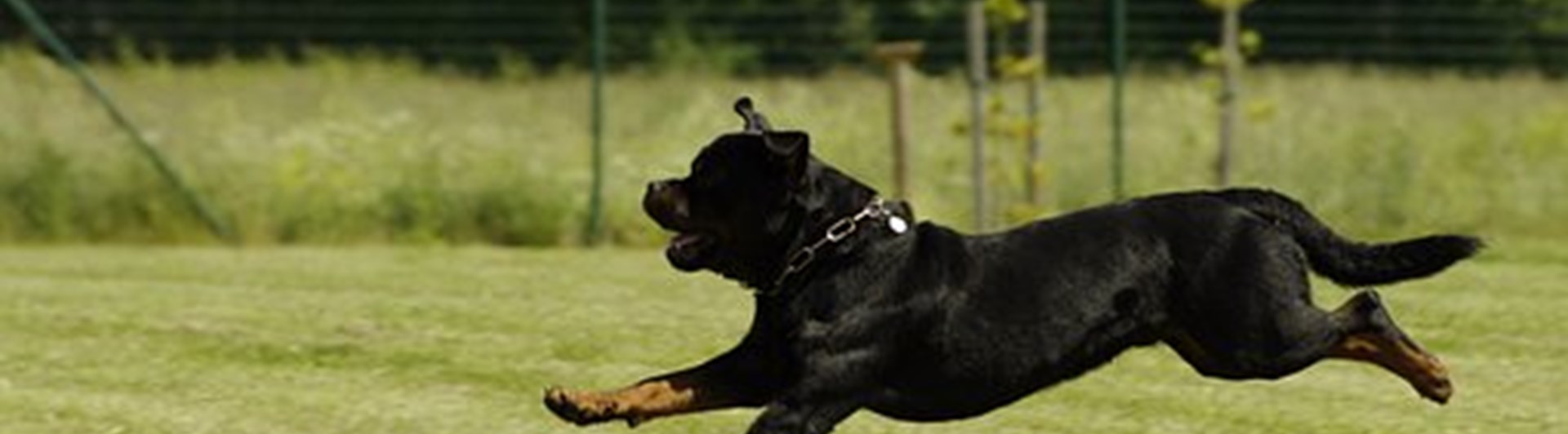Pixabay rottweiler språng 823727_340
