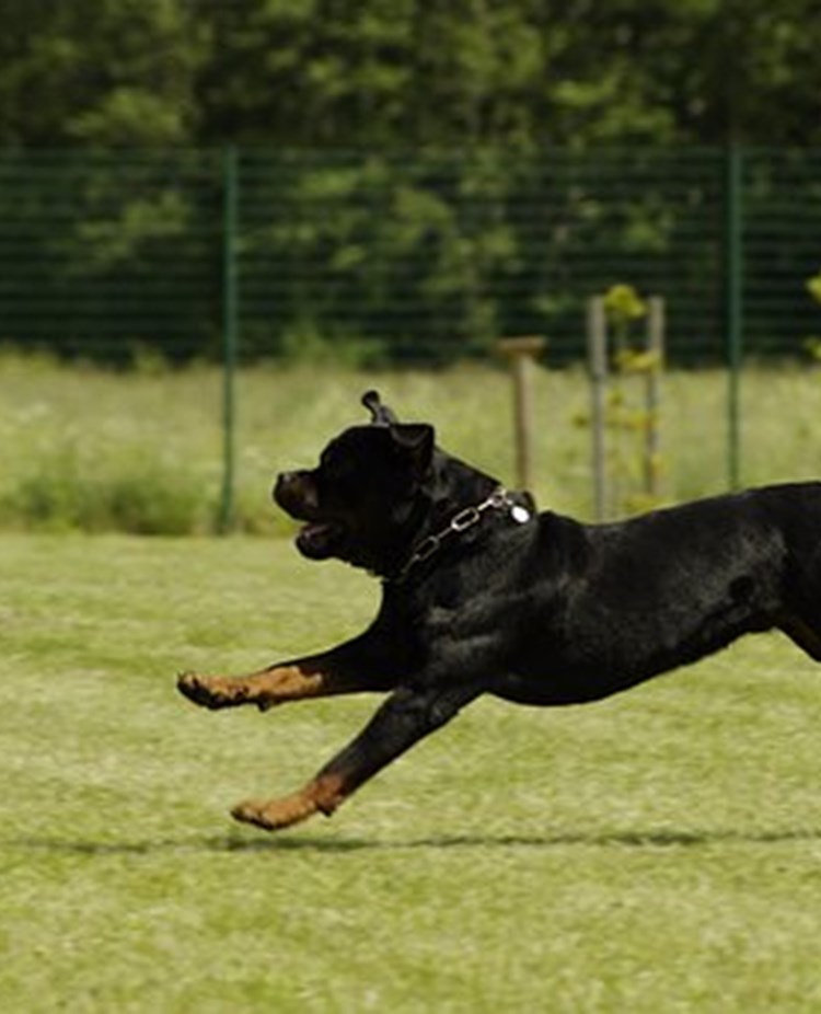 Pixabay rottweiler språng 823727_340
