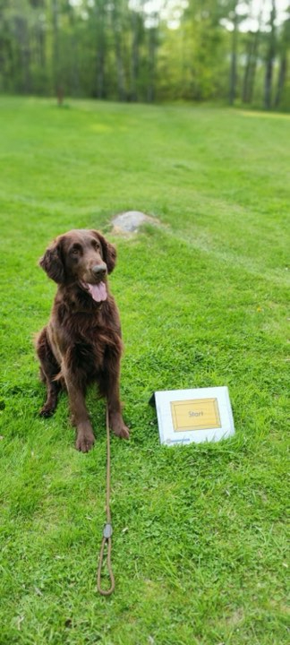 Flat coated retrievern Svante tränar rallylydnad