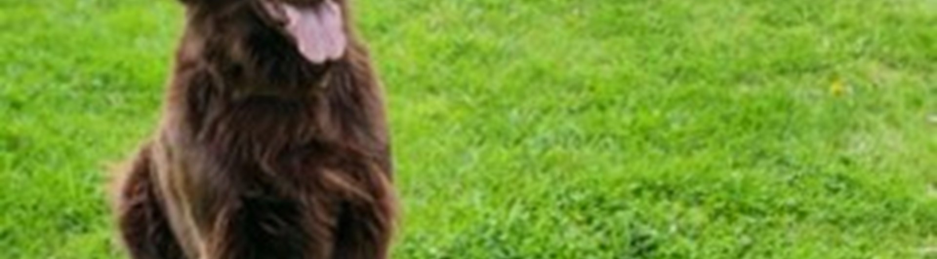 Flat coated retrievern Svante tränar rallylydnad