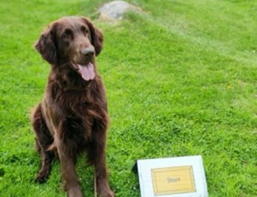 Flat coated retrievern Svante tränar rallylydnad