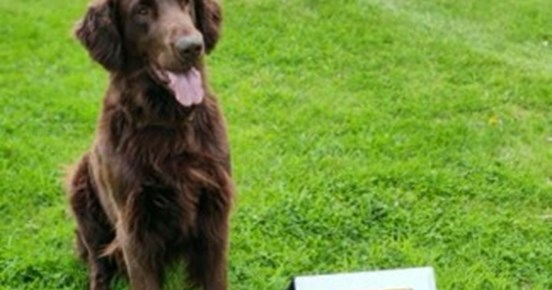 Flat coated retrievern Svante tränar rallylydnad