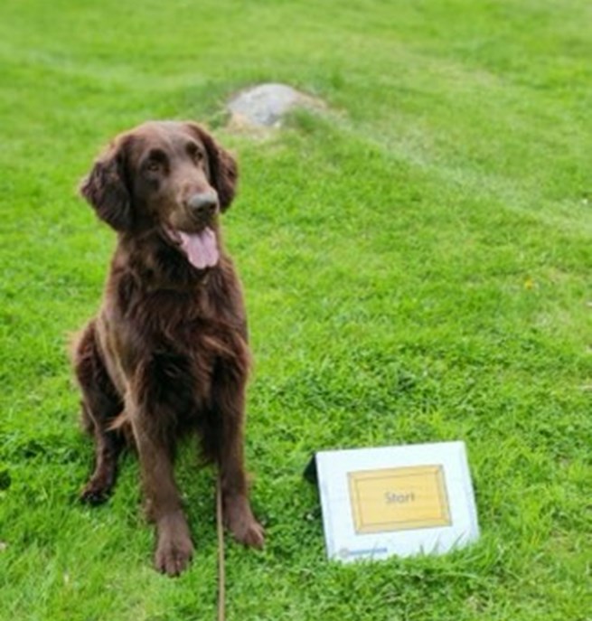 Flat coated retrievern Svante tränar rallylydnad