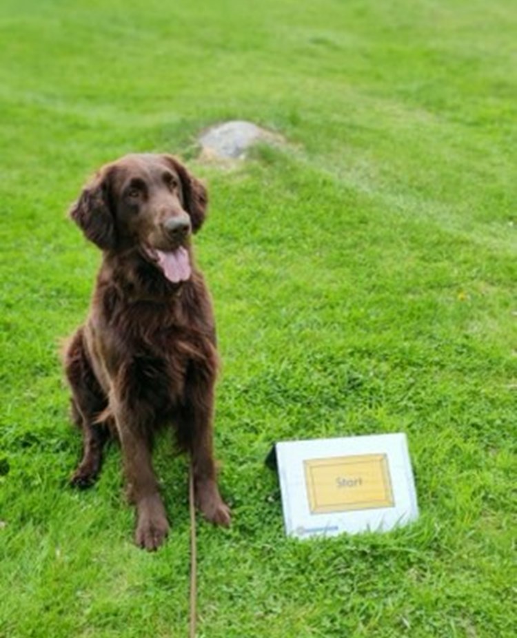 Flat coated retrievern Svante tränar rallylydnad