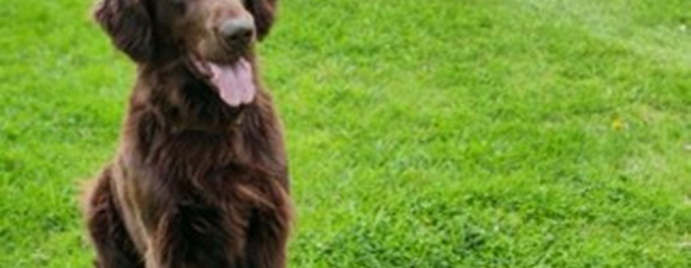 Flat coated retrievern Svante tränar rallylydnad