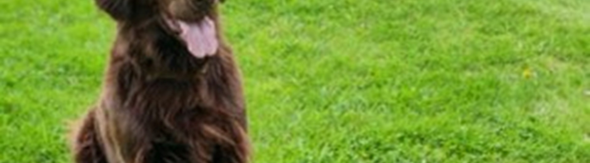 Flat coated retrievern Svante tränar rallylydnad