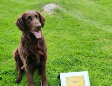 Flat coated retrievern Svante tränar rallylydnad