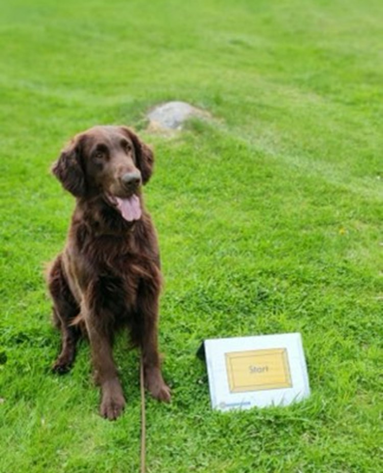 Flat coated retrievern Svante tränar rallylydnad