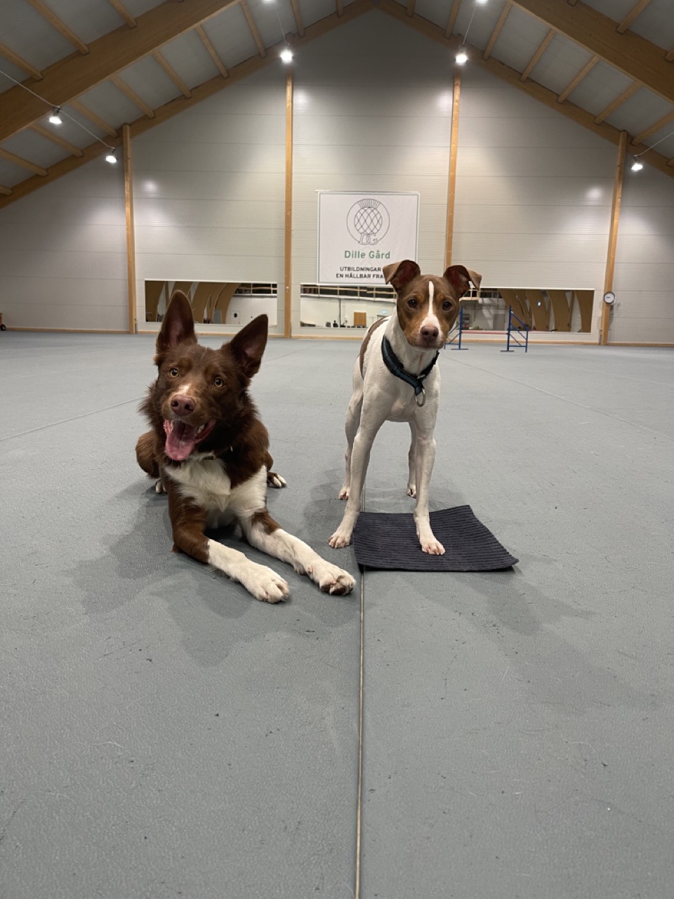 Stor och liten hund i Dille hundhall