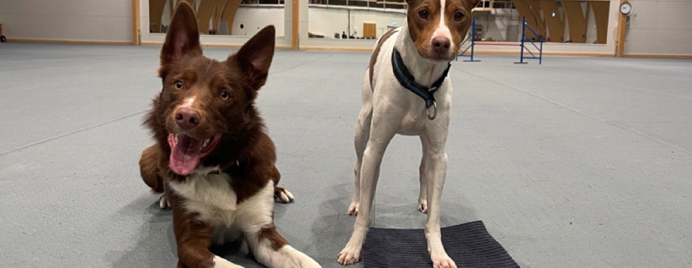 Stor och liten hund i Dille hundhall