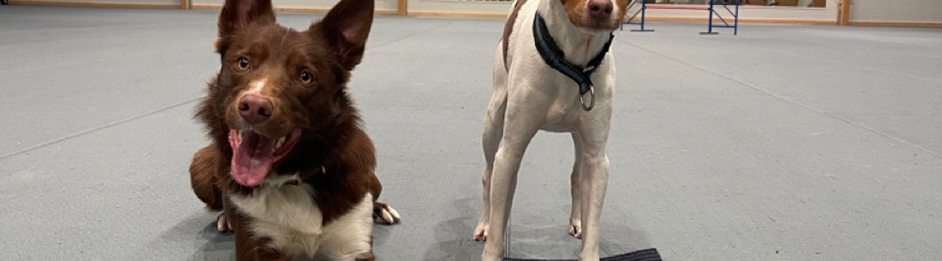 Stor och liten hund i Dille hundhall