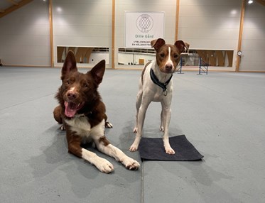 Stor och liten hund i Dille hundhall
