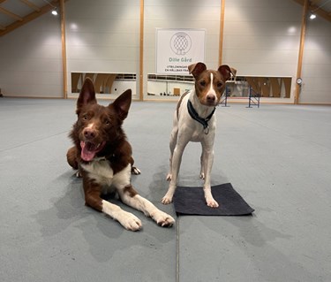 Stor och liten hund i Dille hundhall