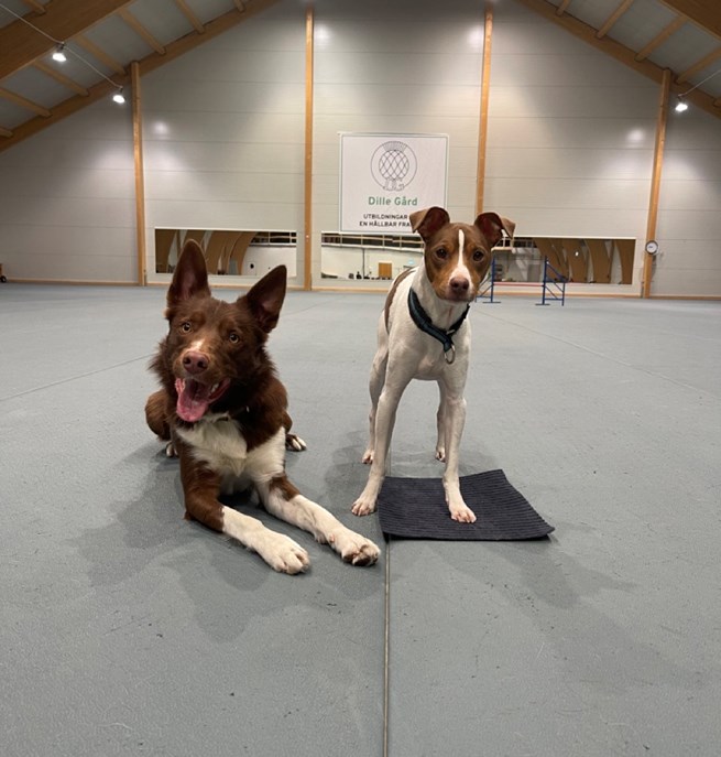 Stor och liten hund i Dille hundhall