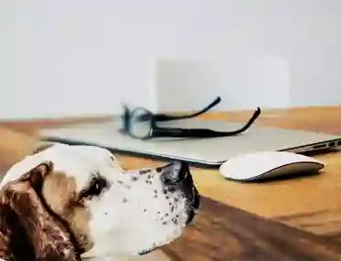 Hund vid skrivbord
