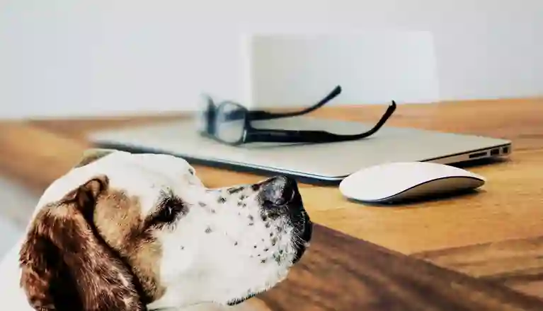 Hund vid skrivbord