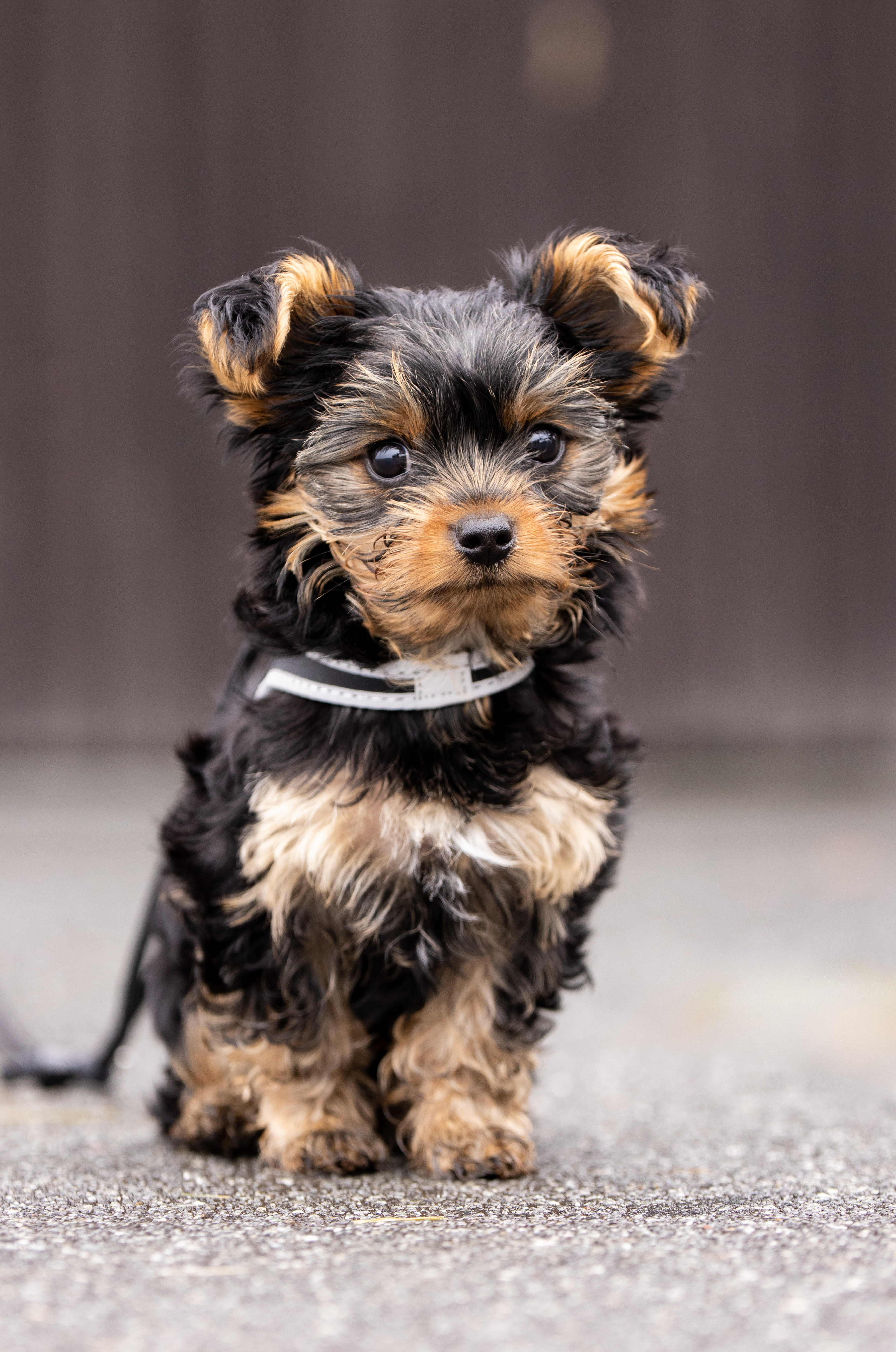 Porträttbild på hundvalp