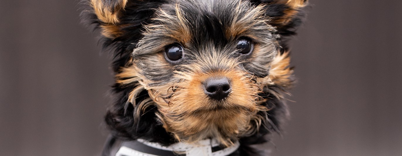 Porträttbild på hundvalp