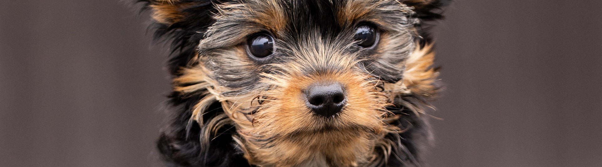 Porträttbild på hundvalp