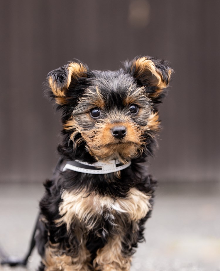 Porträttbild på hundvalp