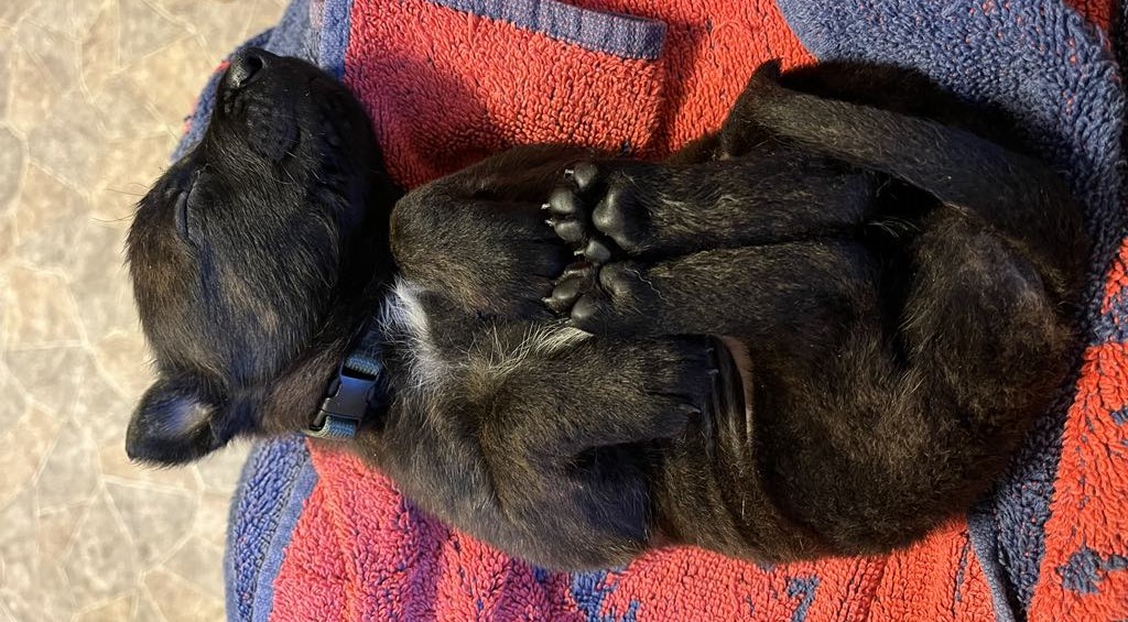 Hundvalp som ligger och sover