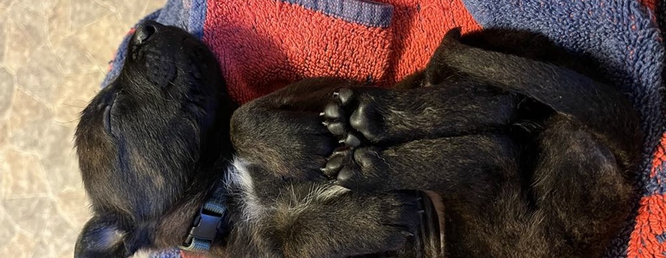 Hundvalp som ligger och sover