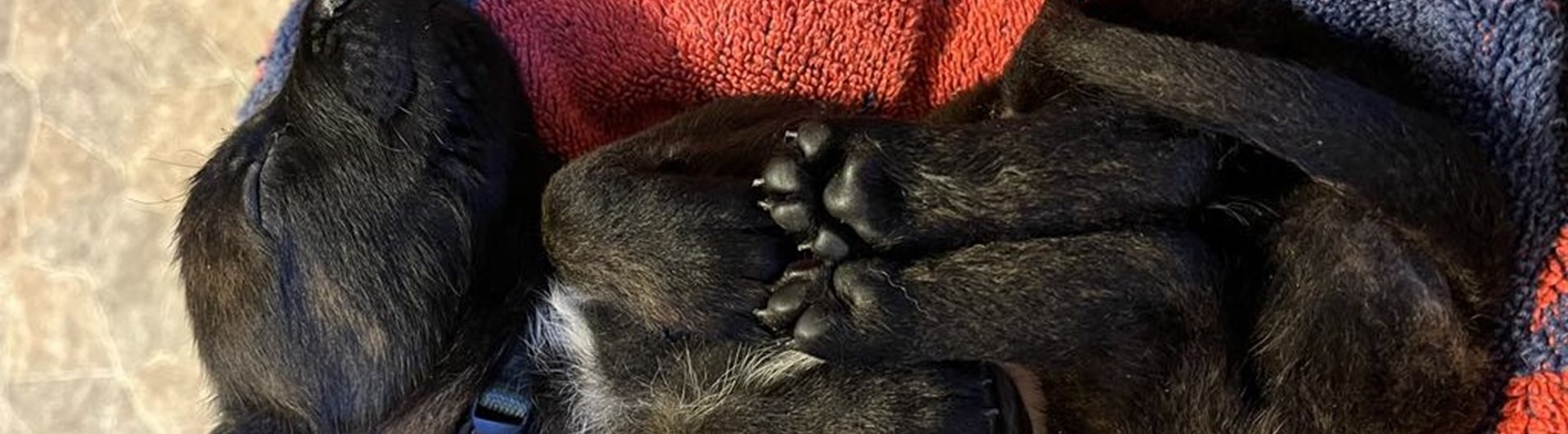 Hundvalp som ligger och sover