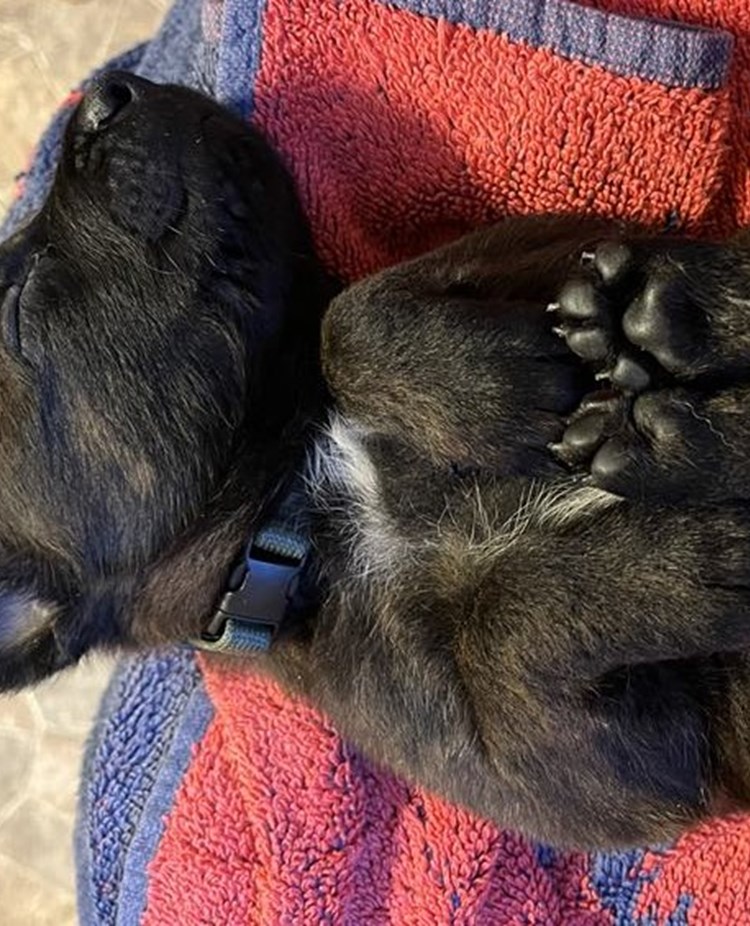 Hundvalp som ligger och sover