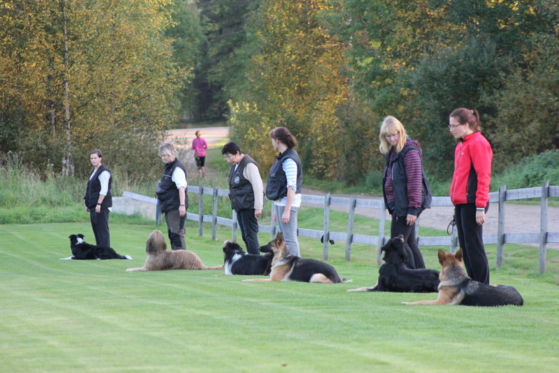 Bild på en hundkurs