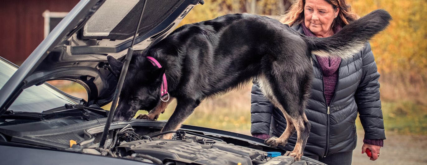 Schäfer som söker i en bils motorhuv