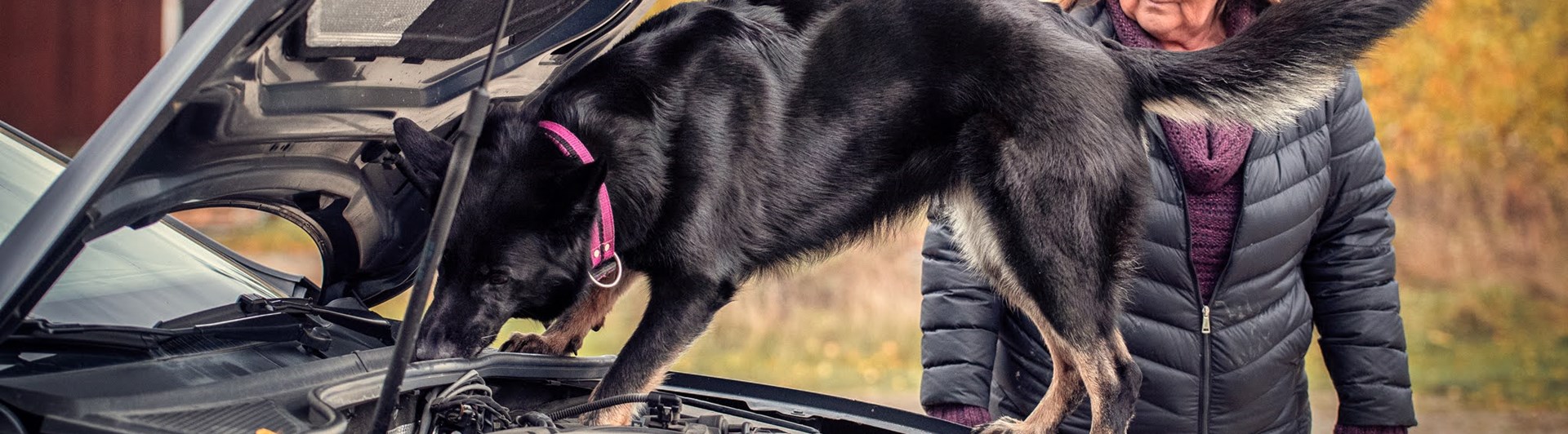 Schäfer som söker i en bils motorhuv