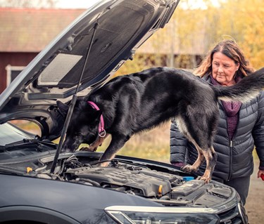 Schäfer som söker i en bils motorhuv