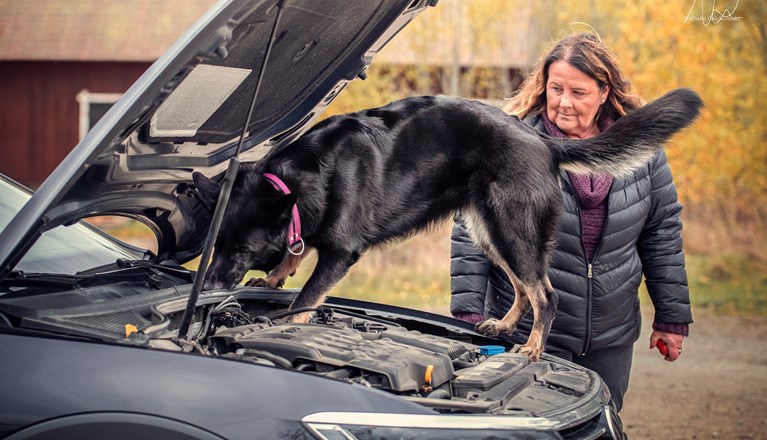 Schäfer som söker i en bils motorhuv