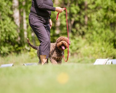Ekipage kör rallylydnad