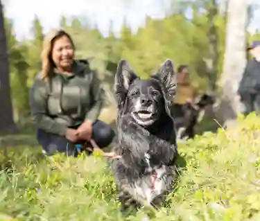 Hund som ligger ner i skogen och tittar in i kameran med sin matte i bakgrunden
