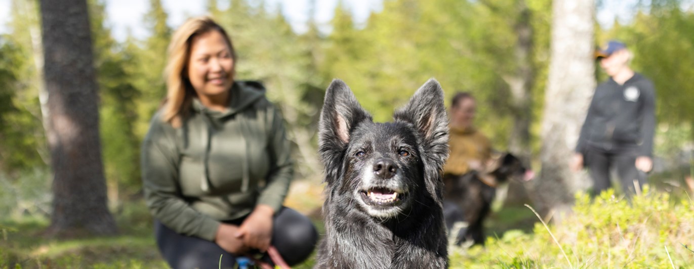 Hund som ligger ner i skogen och tittar in i kameran med sin matte i bakgrunden