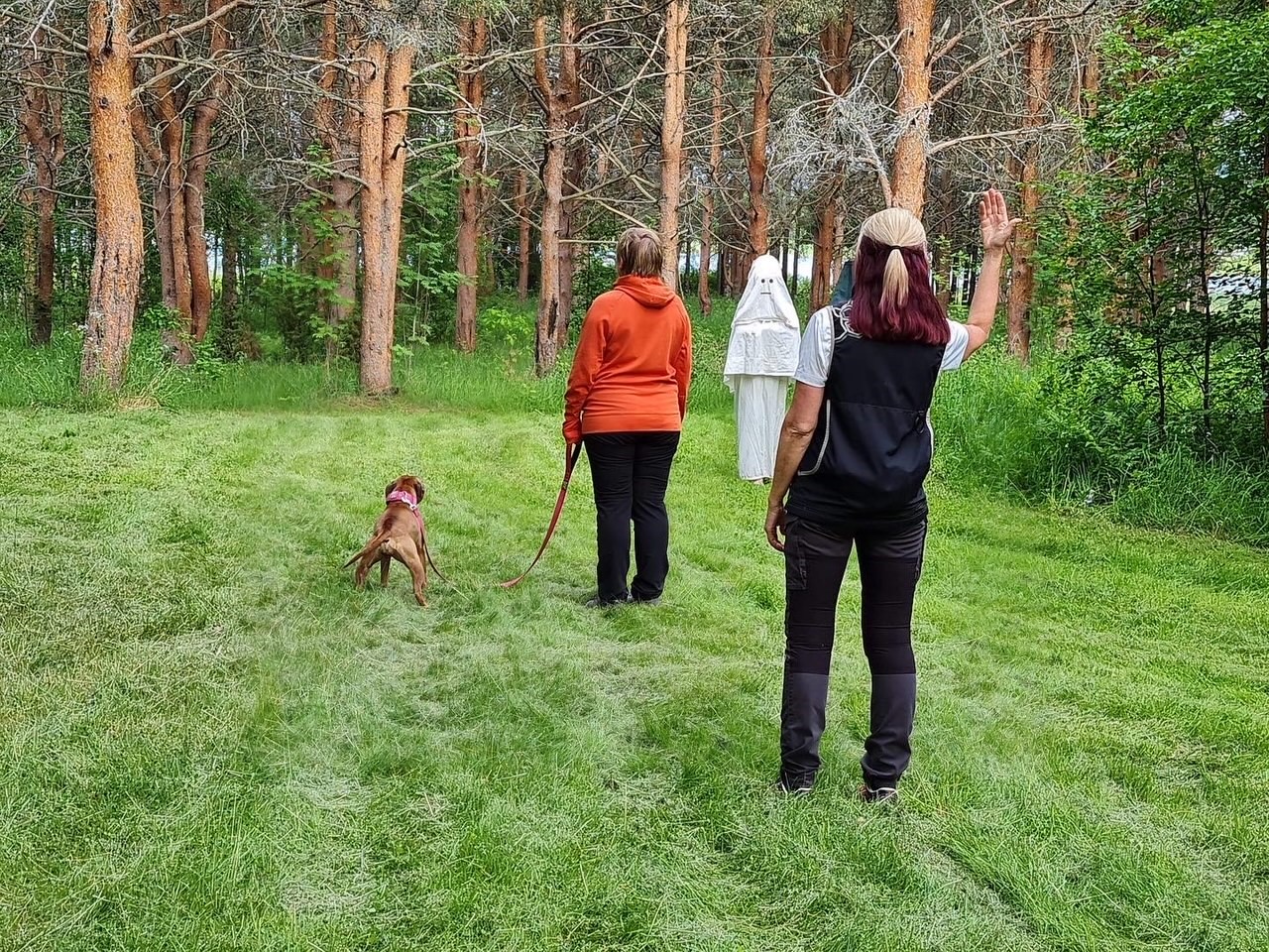 Bilden visar en ljusbrun hund som genomför ett MH (Mentalbeskrivning hund). En figurant som är utklädd mot spöke kommer gående mot ekipaget. 