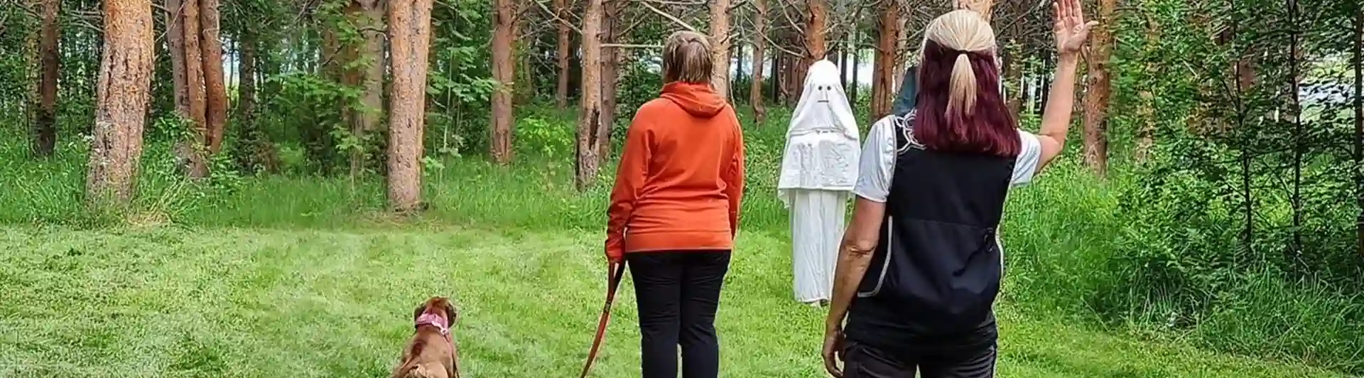 Bilden visar en ljusbrun hund som genomför ett MH (Mentalbeskrivning hund). En figurant som är utklädd mot spöke kommer gående mot ekipaget. 