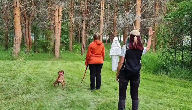Bilden visar en ljusbrun hund som genomför ett MH (Mentalbeskrivning hund). En figurant som är utklädd mot spöke kommer gående mot ekipaget. 