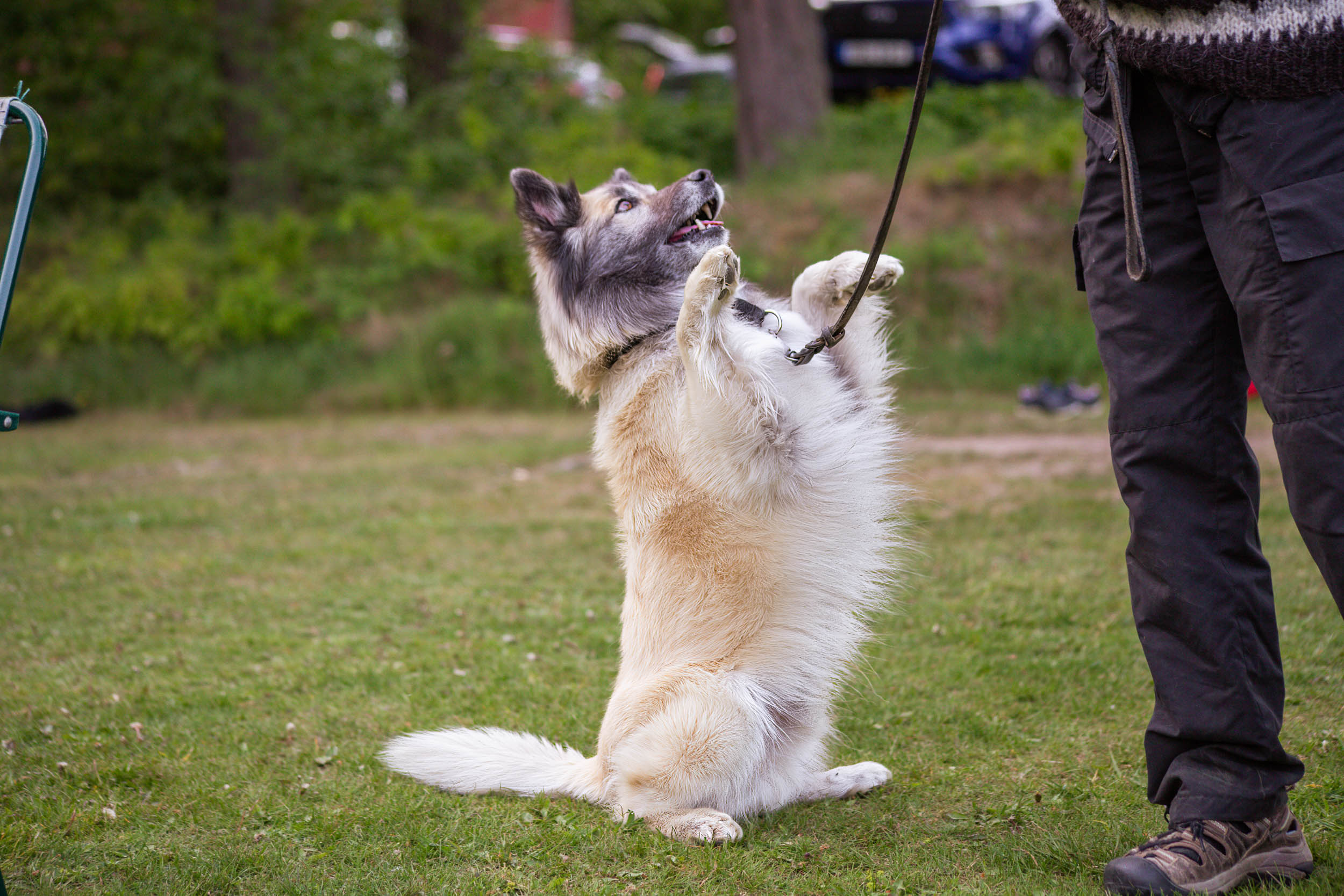 Hund som gör tricks