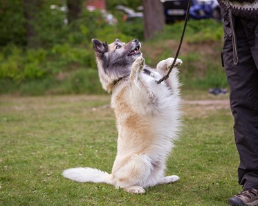 Hund som gör tricks