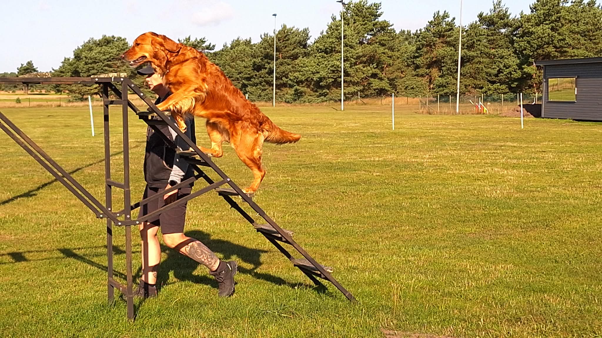 En guldfärgad hund som går upp för en bruksstege. 