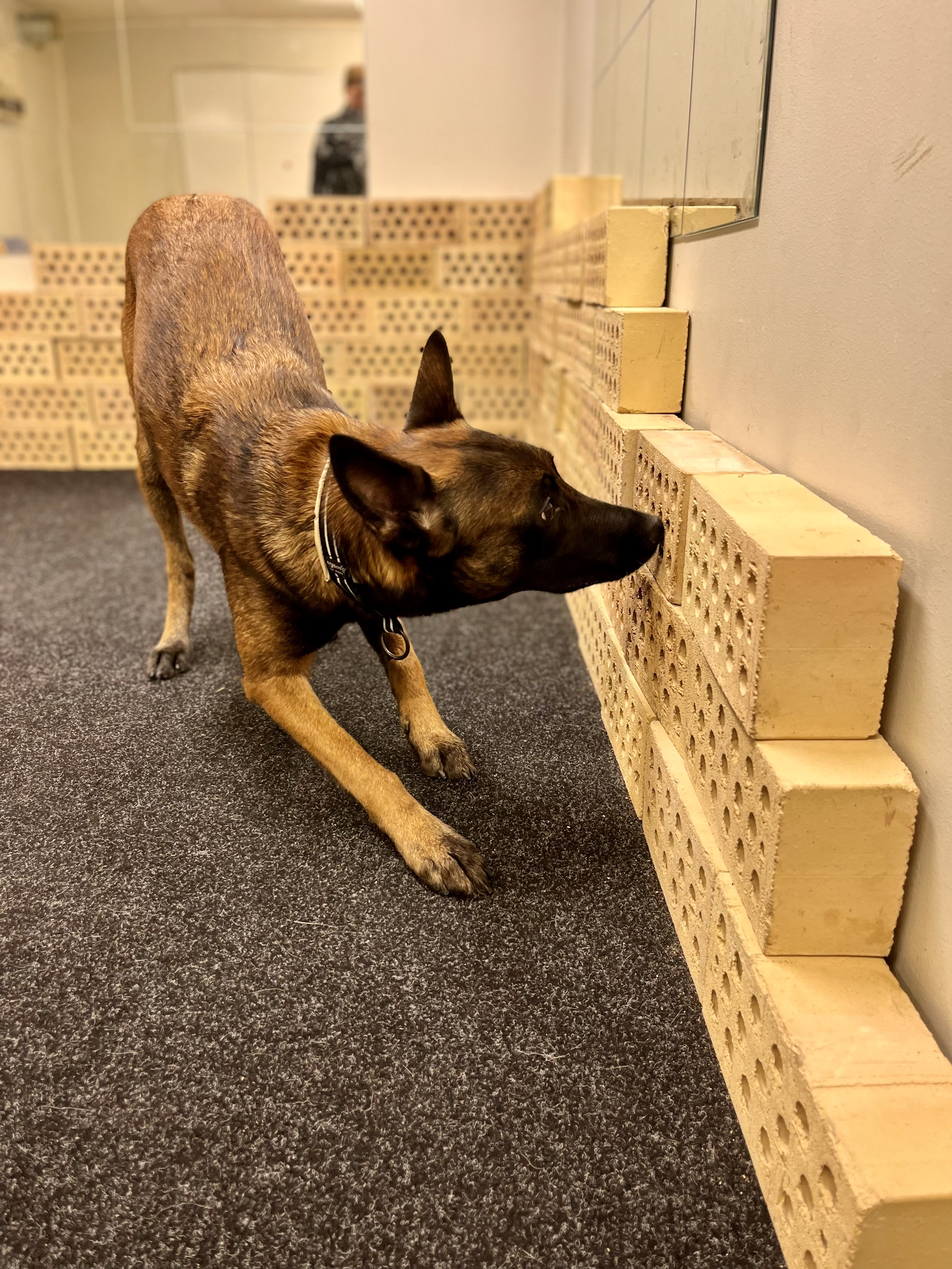 Malinoisen Kicka i träningsrummet på Danderyd-Täby Brukshundklubb (DTBK)